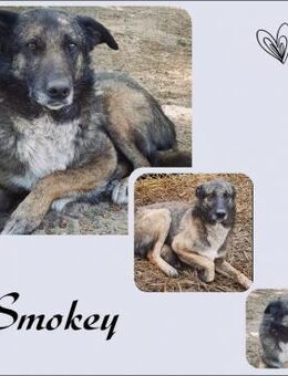 Smokey - Köln