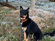 Schäferhund mix Hasky - Witzmannsberg