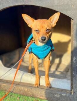 Charlie - liebevoll&ein wahrer Schatz - Löwenberger Land