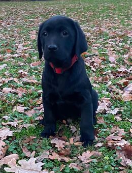Wunderschöner Labrador Welpe mit Ahnentafel - Herne Holthausen