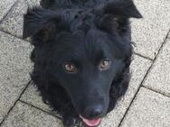Hundekind MARY - Gefrees