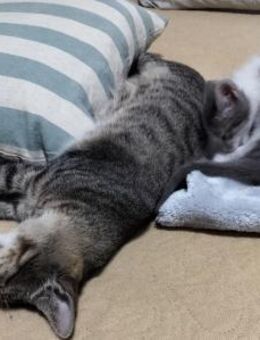 Liebes Katzenduo Dina und Elliot - Karlsruhe