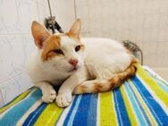 Verschmuster Goldie sucht seine Familie - Margetshöchheim