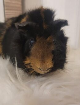 Meerschweinchen Böckchen Rosette 6 Monate - Bad Bibra Altenroda