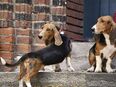 Ich Valdo und mein Bruder Valentin suchen Dich. Wir sind reinrassige Basset Artésien Normand Rüden! in 29553