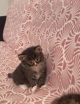 Baby Katze zu verkaufen - Herford (Hansestadt)