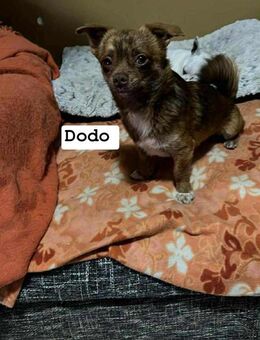 Kleiner Zwerg Dodo ausgesetzt - Berlin