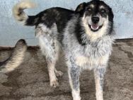 GUSTAV sucht sein für-immer-Zuhause! - Korschenbroich
