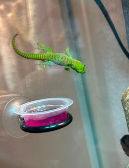 Madagaskar Taggecko - Phelsuma Grandis Nachzuchten - Harsum