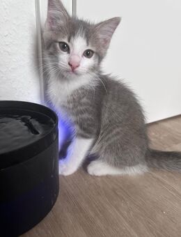 Wunderschöne EKH/Heilige Birma Mix Kitten - Straßberg