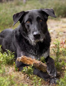 Bubi Balou - Labrador-Schäfer-Mix - 8 Jahre - Tierhilfe Franken e.V. - Lauf (Pegnitz) Zentrum