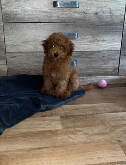 Toypudel Milo sucht ein neues Zuhause - Berlin Friedrichshain-Kreuzberg