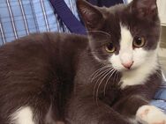 süße Katze sucht neues Zuhause - Offenburg