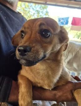 Junger Rüde 175631 stellt sich vor - Köln