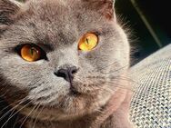 Süße BKH kitten - Witzenhausen