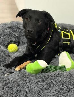 ❤️Joy, sanftes Labbimixmädchen, Erkelenz - Kissing