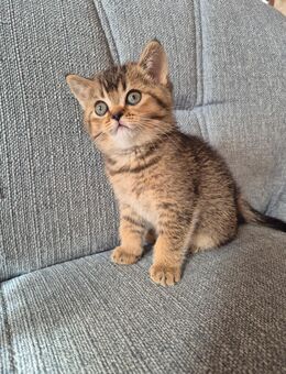 Bkh Kitten - Hörstel