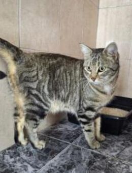 Verschmuste, fröhliche Katze Zoe - Karlsruhe