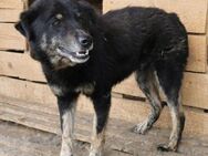 Keanu möchte aus Rumänien raus - Blankenheim (Nordrhein-Westfalen)