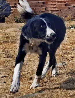 GORDON - quirlig-fröhlicher Junghund - Aerzen