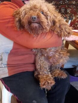 Imi, schüchterner Pudeljunge geb. 2018 - Remagen