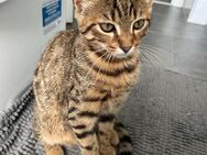 Bengal-BKH-Kater zu verkaufen - Gelsenkirchen