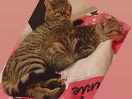 Kater und Katze abzugeben - Berlin Neukölln
