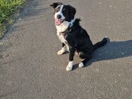 Border Collie - Bad Kissingen