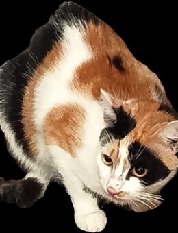 Annabelle sucht ein liebevolles zuhause - Aura (Saale)