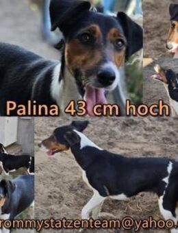 In Palina steckt Lebensfreude und Power - Schafflund