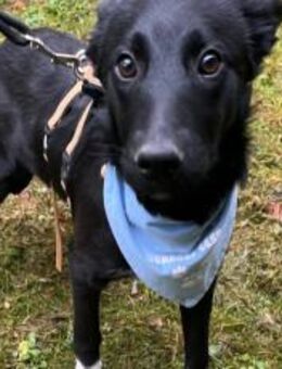 Zuckersüßes Hundekind Adele - München