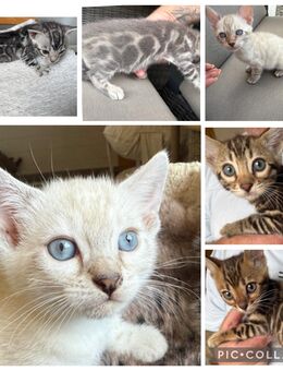 Exklusive Bengal Kitten mit Stammbaum - Dortmund