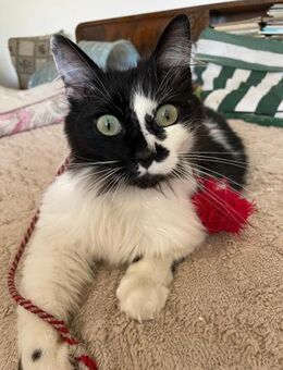 Daniel Black and White Kater - Rambin