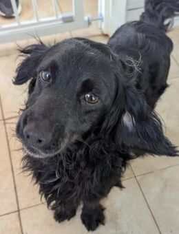 Blacky muß aus Rumänien raus - Blankenheim (Nordrhein-Westfalen)