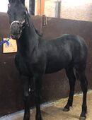 Friesen, Hengstfohlen, Fohlen, Friesenhengst in 36145