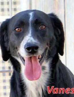 VANESSA - sie möchte so gerne da raus - Regensburg