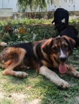 THORIN - aufgeschlossen, lieb, neugierig - Aerzen