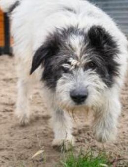 Wir stellen vor: Einstein der Freundlich - München