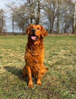 Golden Retriever Deckrüde - Fehrbellin