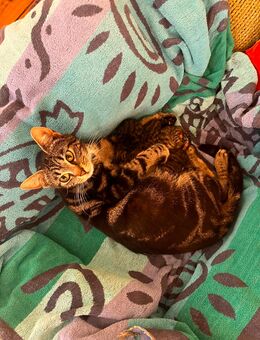 Katzenbabys abzugeben - Fuhlendorf (Mecklenburg-Vorpommern)