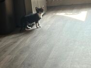 Europäisch kurzhaar kitten - Troisdorf