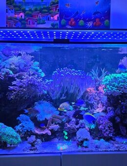 Meerwasser Aquarium komplett 520 Liter 125x65x65 mit Inhalt und Led Beleuchtung und Technik - Aachen