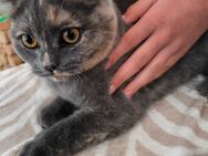 Zuckersüße Britisch Kurzhaar Katze abzugeben 350 EUR - Waiblingen