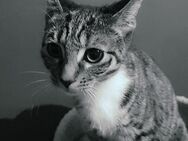 Katze abzugeben - Rhade