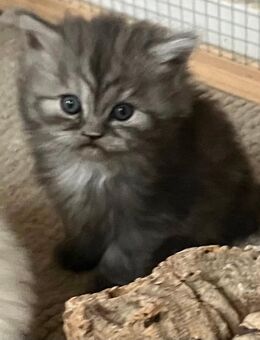 BLH Britisch Langhaar Kitten Jungs & Mädchen - Rothenburg (Tauber)