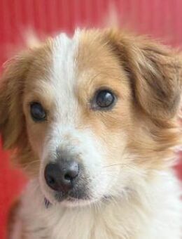 hübscher Hundemann BATYU - Mamming