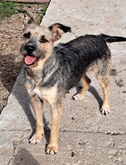 Miresica sucht eine liebe Familie... - Grimburg