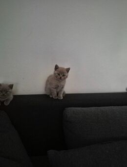 British kurzhaar kitten - Plattling