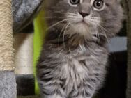 Maine coon , Blue-tabby, Kitten, w. - Scheinfeld