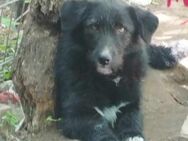 Polly; robuste Junghündin - Geilenkirchen